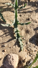 Baileya pauciradiata