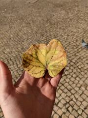 Cercis siliquastrum