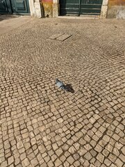 Columba livia domestica