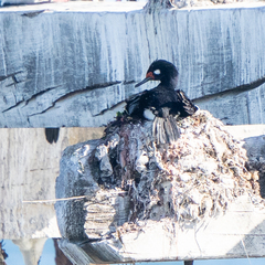 Leucocarbo magellanicus