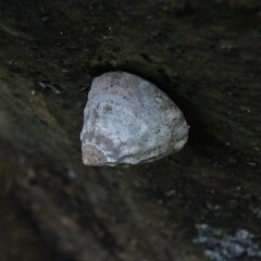 Bembicium auratum