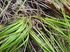 Lomandra laxa