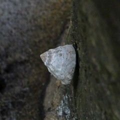 Bembicium auratum