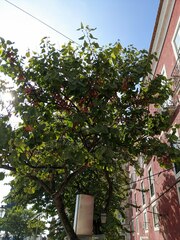 Cercis siliquastrum