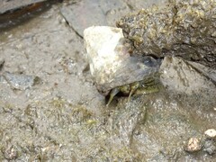 Bembicium auratum