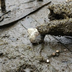 Bembicium auratum