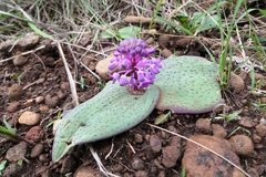 Ledebouria sandersonii