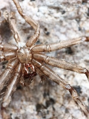 Selenops actophilus