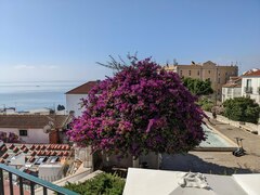 Bougainvillea glabra