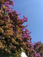 Bougainvillea glabra