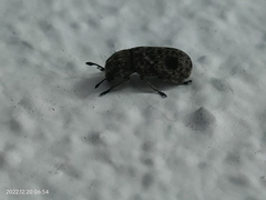 Ozotomerus