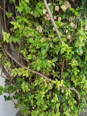Magnoliopsida