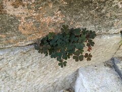 Oxalis corniculata