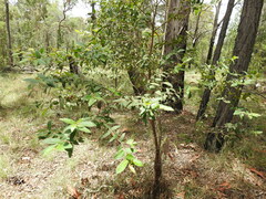 Eucalyptus tindaliae