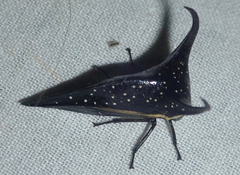 Hemikyptha