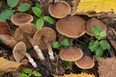 Cortinarius fagetorum
