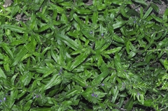 Echium sabulicola decipiens