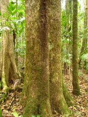 Gmelina leichhardtii