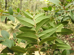 Eucalyptus tindaliae