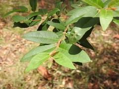 Eucalyptus tindaliae
