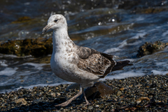 Larus dominicanus