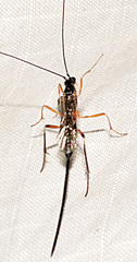 Macrocentrus marginator