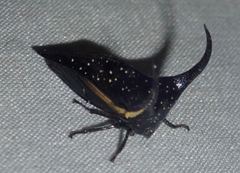 Hemikyptha