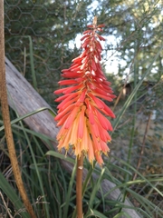 Kniphofia uvaria