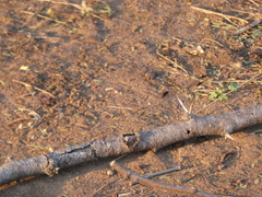 Brachythemis leucosticta