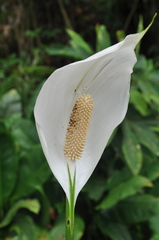 Spathiphyllum