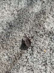 Triatoma