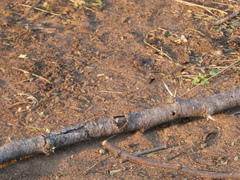 Brachythemis leucosticta