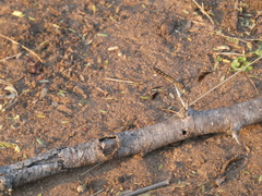 Brachythemis leucosticta