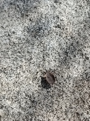 Triatoma