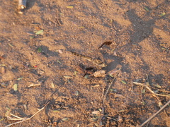 Brachythemis leucosticta