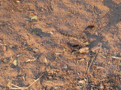 Brachythemis leucosticta