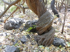 Derris scandens