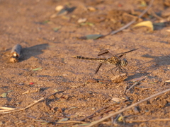 Brachythemis leucosticta