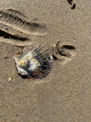Pecten fumatus