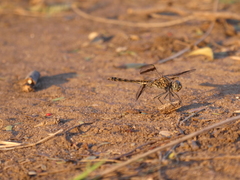Brachythemis leucosticta