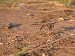 Brachythemis leucosticta