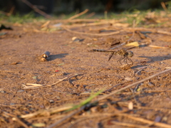 Brachythemis leucosticta