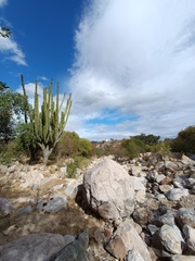 Pachycereus pecten-aboriginum