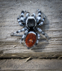 Phidippus tyrrelli