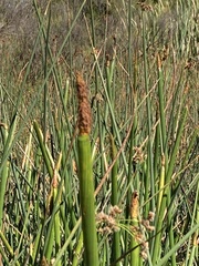 Eleocharis sphacelata