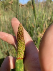 Eleocharis sphacelata