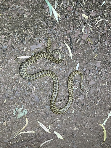 Children's Python sighting