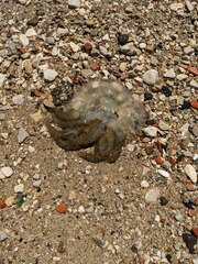 Catostylus tagi