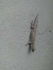Lygodactylus chobiensis