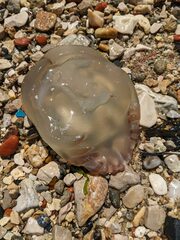 Catostylus tagi